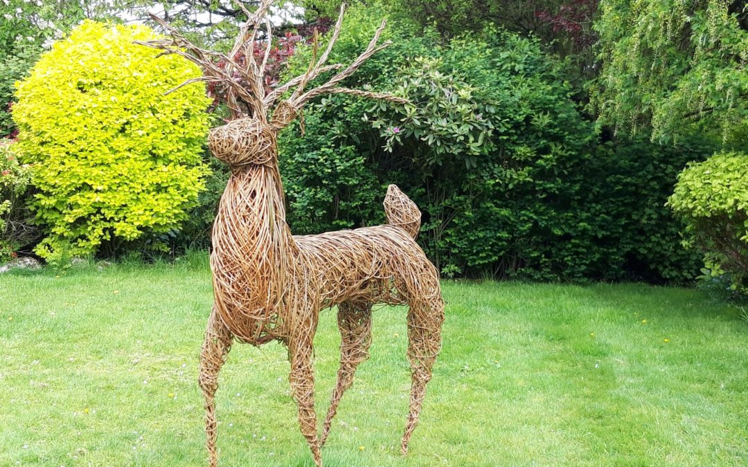 Willow Stag